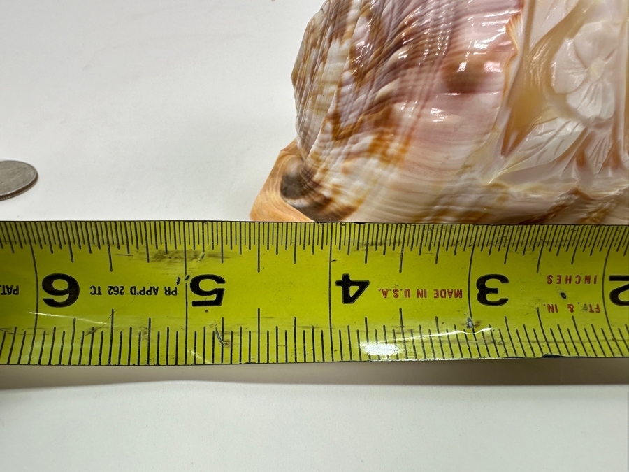 Carved Cameo Organic Seashell 4.5W X 3D X 3H [Photo 10]