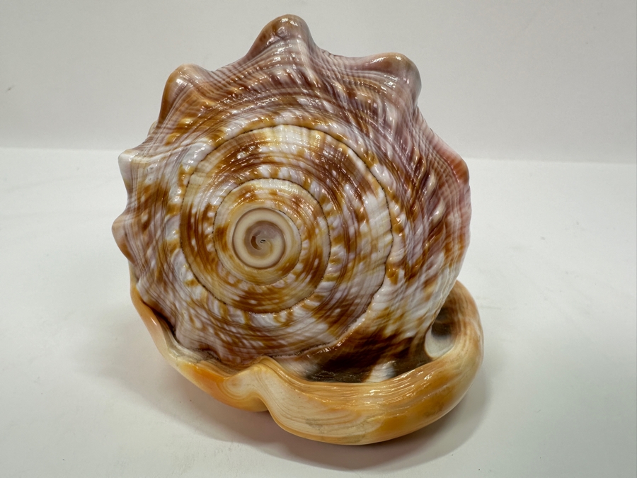 Carved Cameo Organic Seashell 4.5W X 3D X 3H [Photo 7]