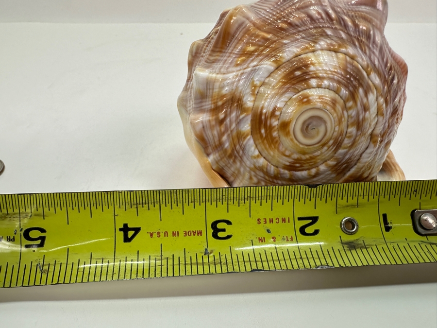 Carved Cameo Organic Seashell 4.5W X 3D X 3H [Photo 11]