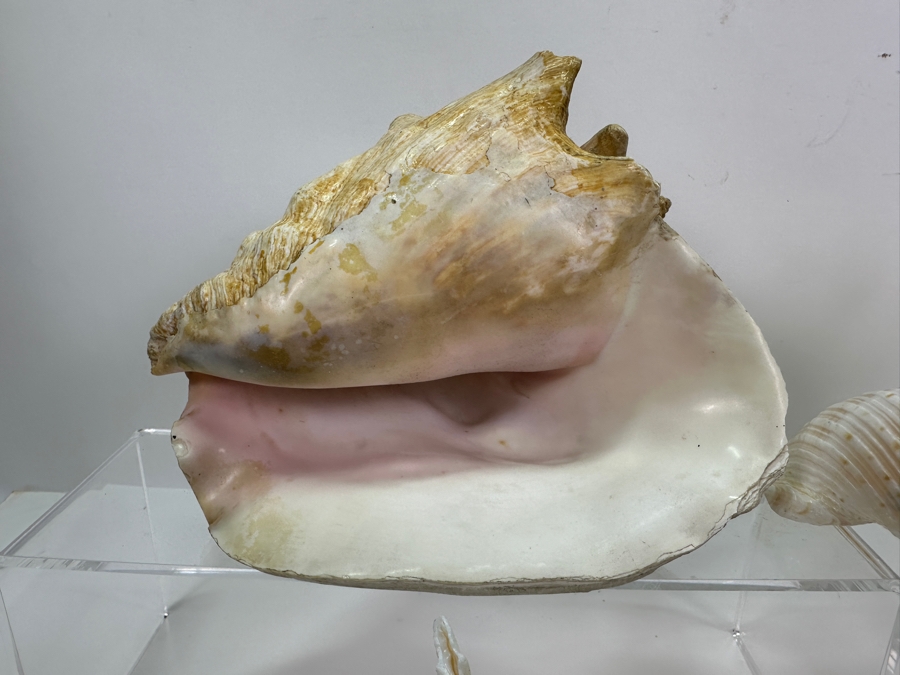 Organic Seashells [Photo 2]