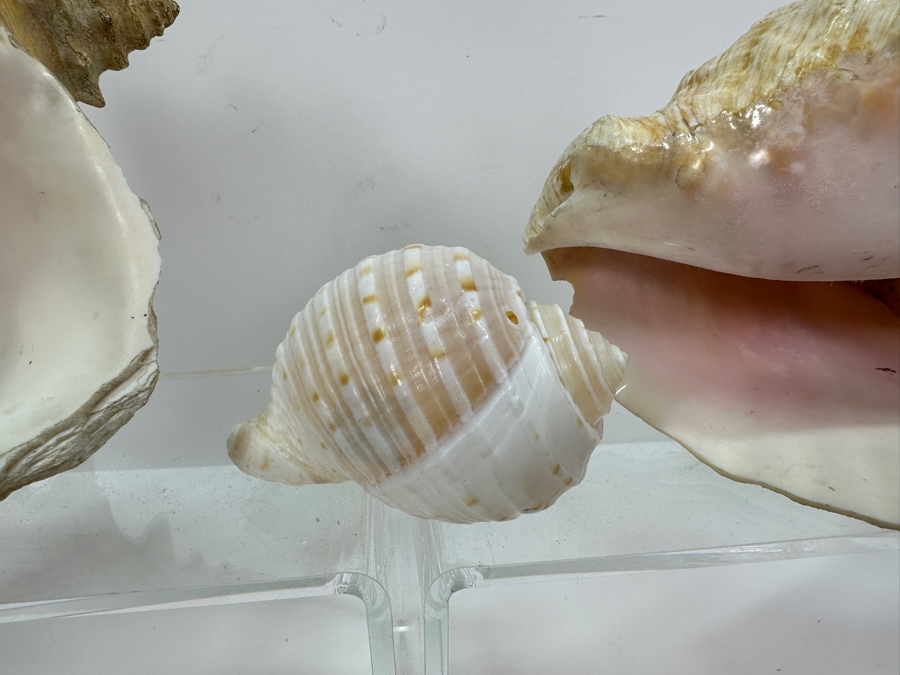 Organic Seashells [Photo 4]