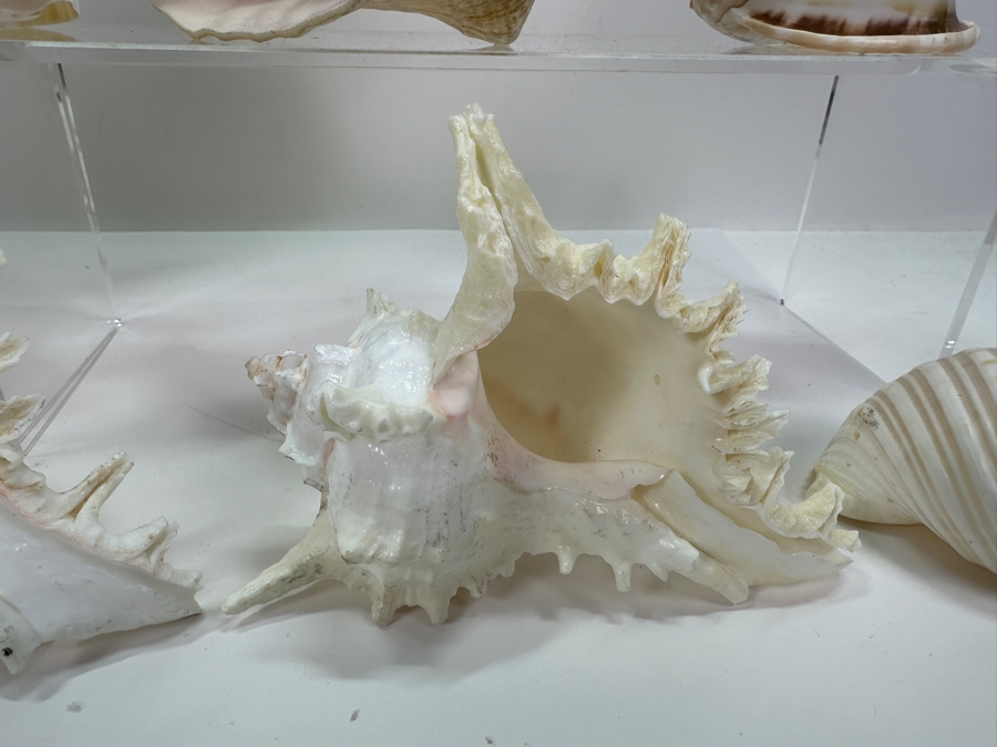 Organic Seashells [Photo 7]