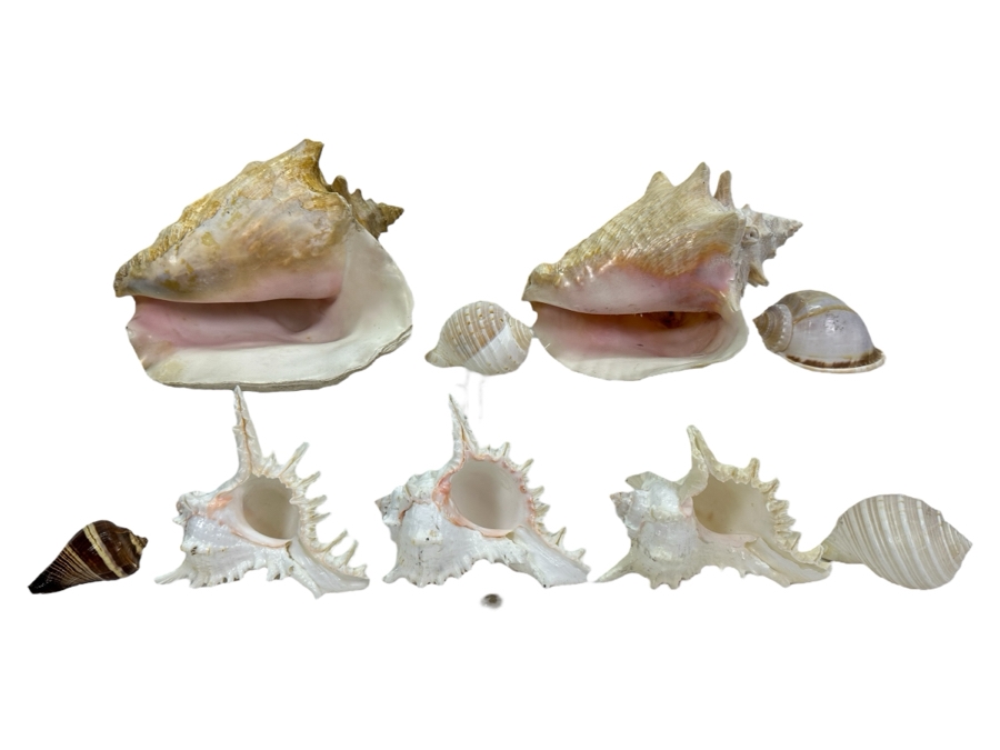 Organic Seashells [Photo 1]