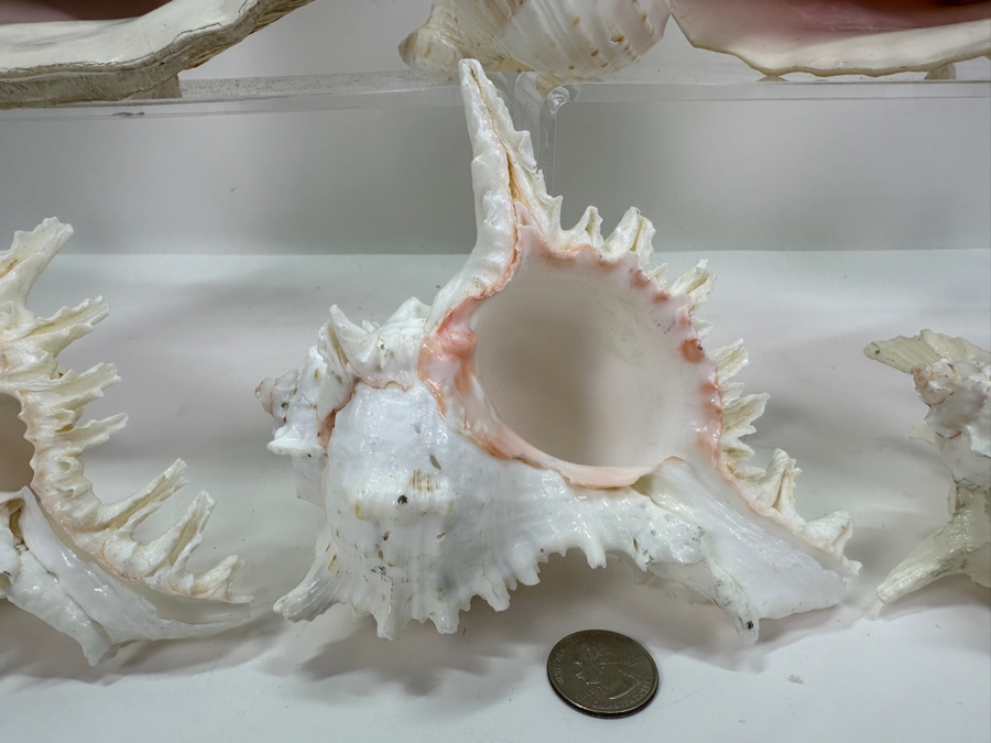 Organic Seashells [Photo 6]