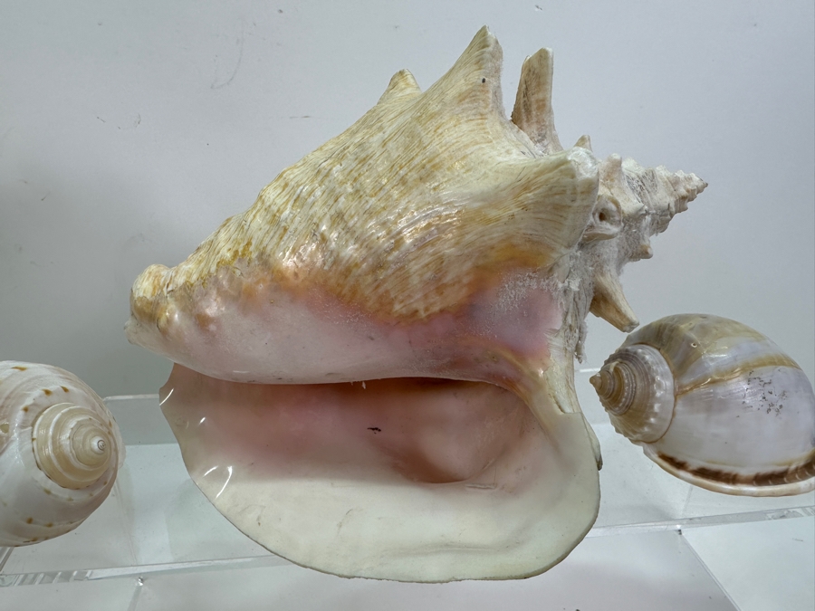 Organic Seashells [Photo 3]