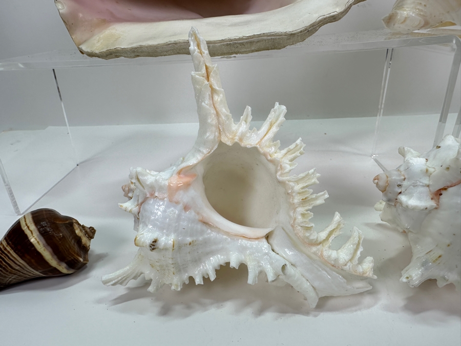 Organic Seashells [Photo 5]