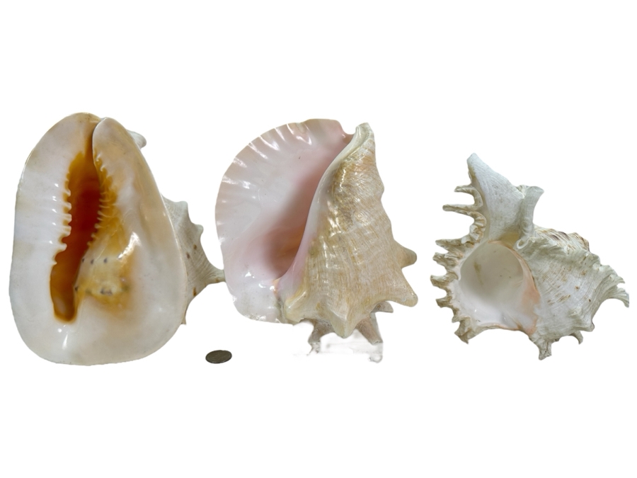 Organic Seashells Including Two Conch Seashells [Photo 1]