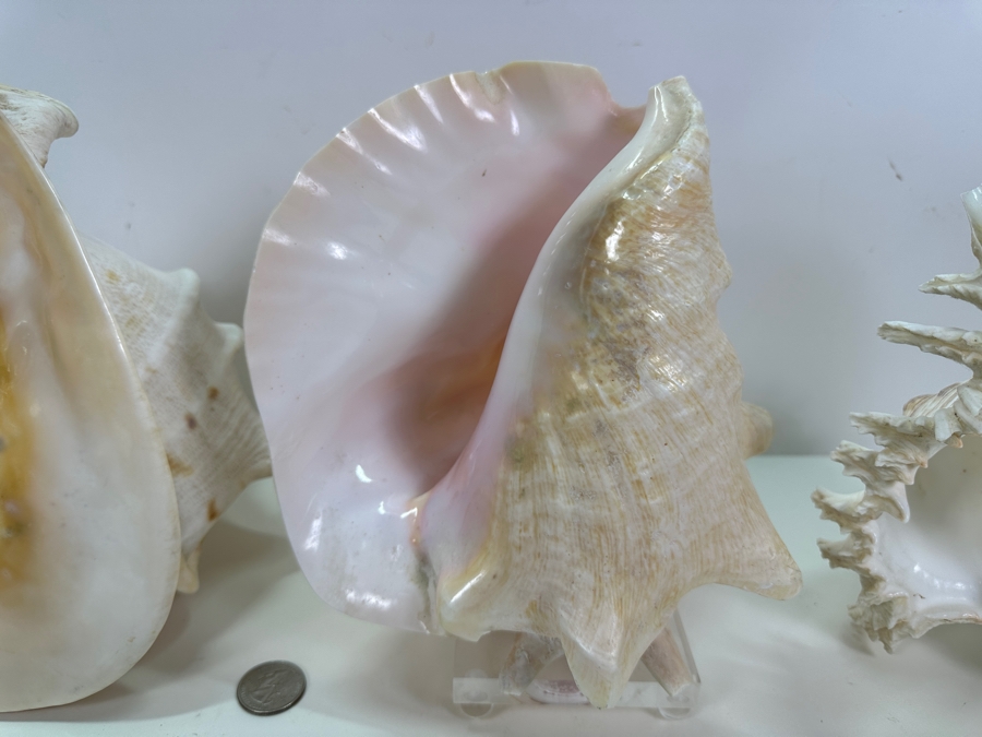 Organic Seashells Including Two Conch Seashells [Photo 3]