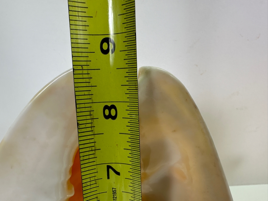 Organic Seashells Including Two Conch Seashells [Photo 6]