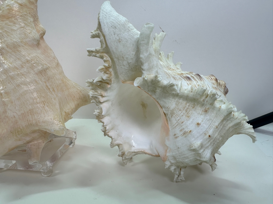 Organic Seashells Including Two Conch Seashells [Photo 4]