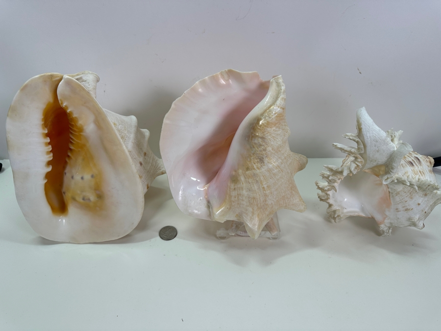 Organic Seashells Including Two Conch Seashells [Photo 5]