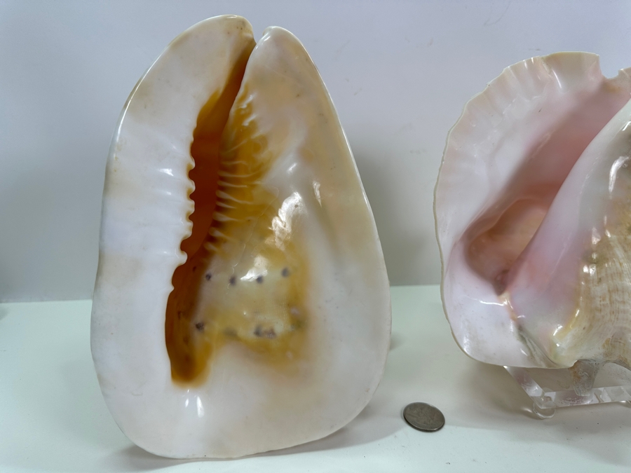 Organic Seashells Including Two Conch Seashells [Photo 2]
