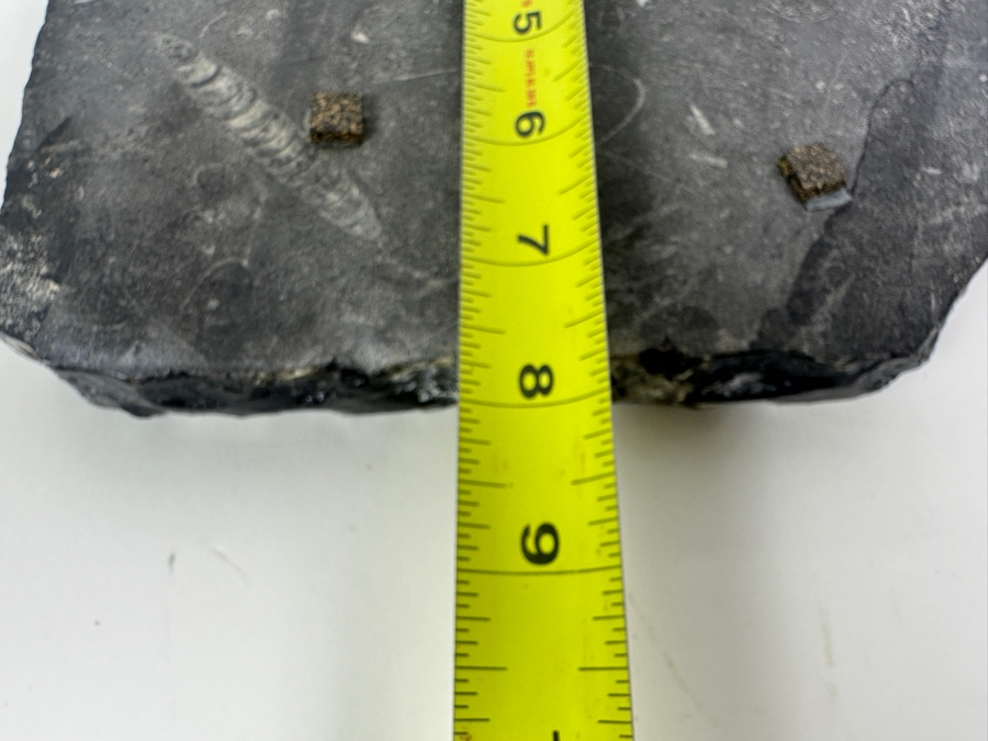 Polished Orthoceras Fossil Bowl 8.5W X 8D X 1H [Photo 8]