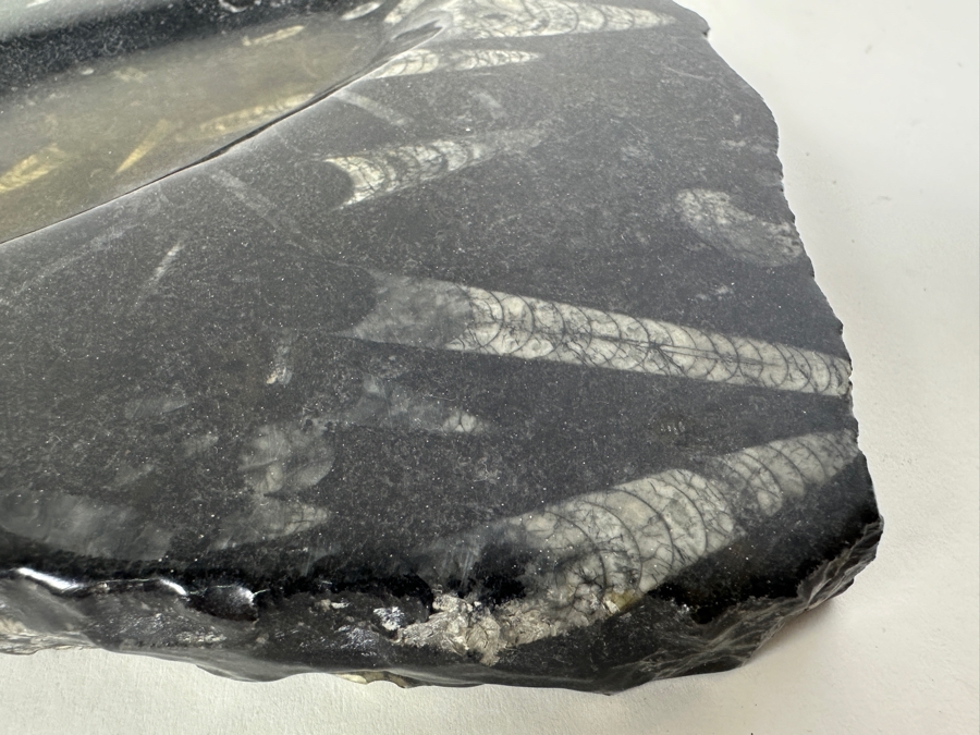 Polished Orthoceras Fossil Bowl 8.5W X 8D X 1H [Photo 3]