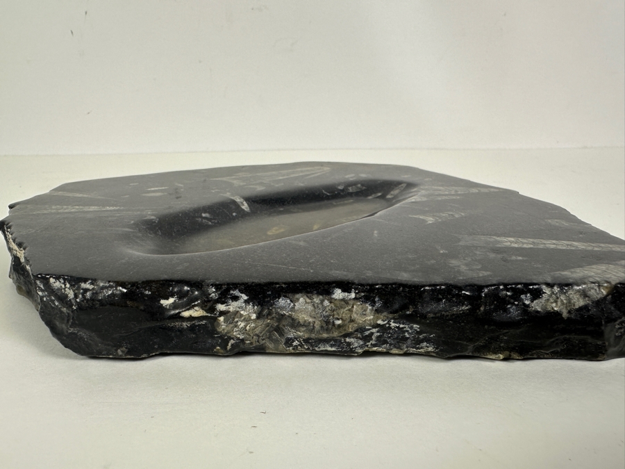 Polished Orthoceras Fossil Bowl 8.5W X 8D X 1H [Photo 5]