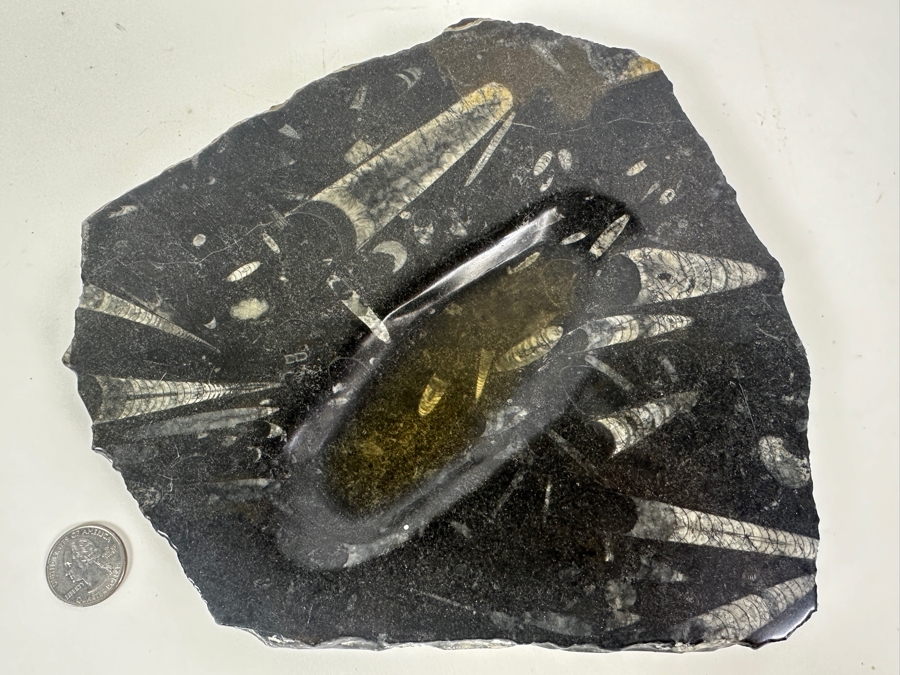 Polished Orthoceras Fossil Bowl 8.5W X 8D X 1H [Photo 2]