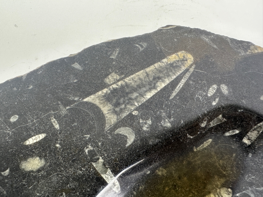 Polished Orthoceras Fossil Bowl 8.5W X 8D X 1H [Photo 4]