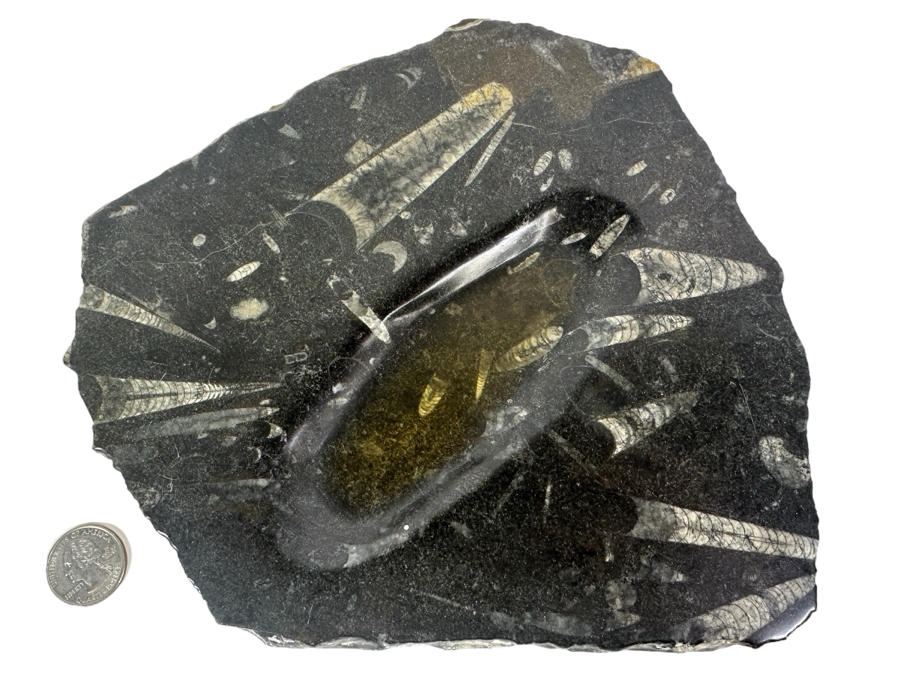 Polished Orthoceras Fossil Bowl 8.5W X 8D X 1H [Photo 1]