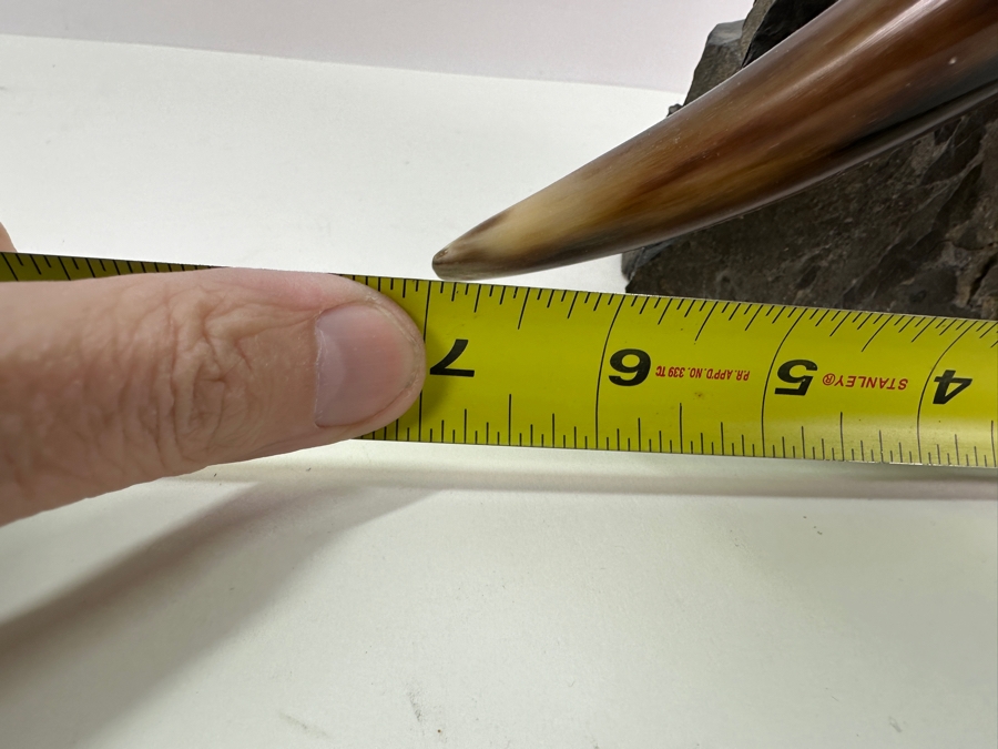 Norse Tradesman Curved Drinking Horn Bundle with Stand and Holster 10'H x 7'W [Photo 10]