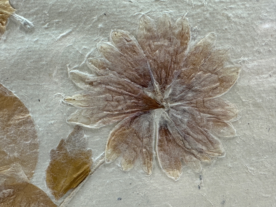 Vintage Italian Dried Pressed Flower Arrangement Framed 14.5 X 28.5 [Photo 6]