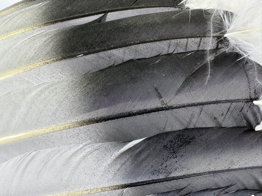 Black Cloud Warbonnet Beadwork By Marilou Navajo And Featherwork By Rosemary Navajo 18W X 31H [Photo 13]