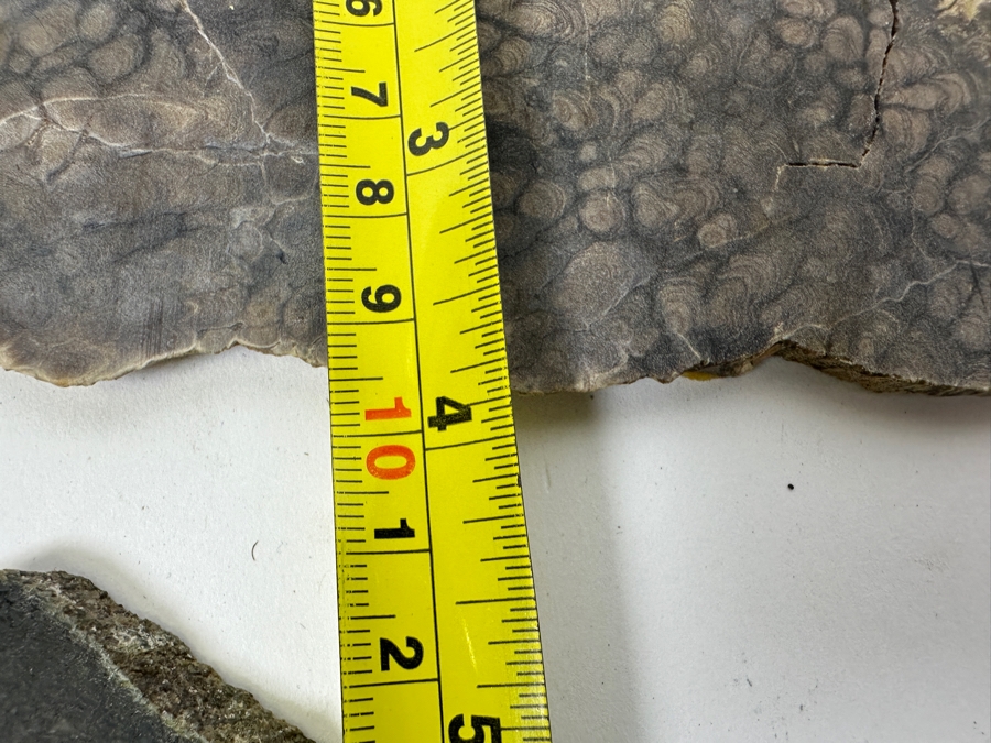 Pair Of Antique Dinosaur Bone Fossils From Western Colorado [Photo 17]