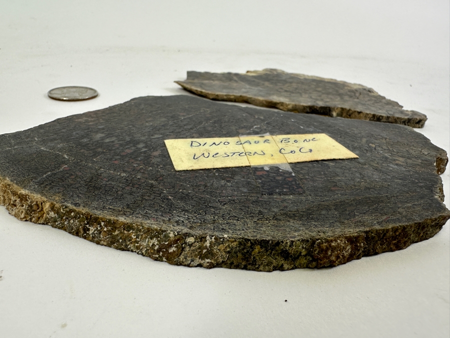 Pair Of Antique Dinosaur Bone Fossils From Western Colorado [Photo 10]