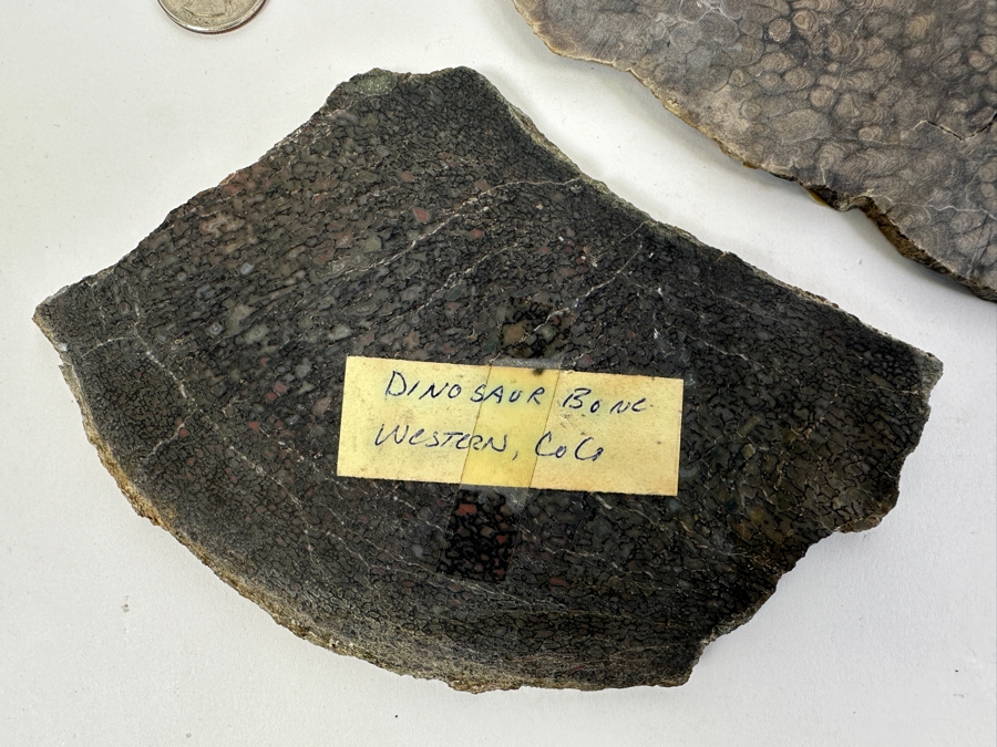 Pair Of Antique Dinosaur Bone Fossils From Western Colorado [Photo 2]