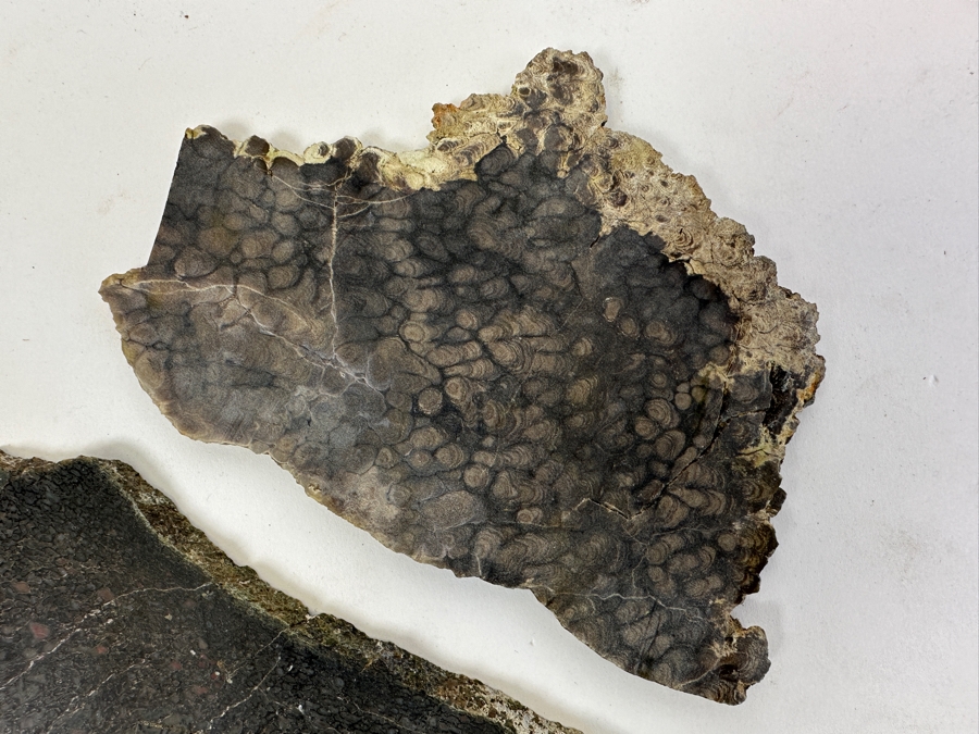 Pair Of Antique Dinosaur Bone Fossils From Western Colorado [Photo 3]