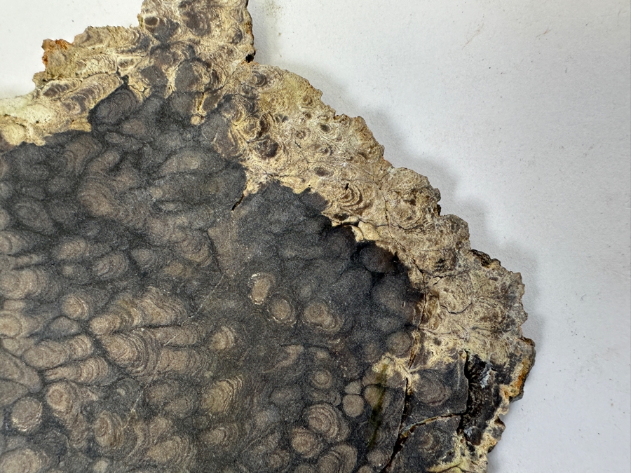 Pair Of Antique Dinosaur Bone Fossils From Western Colorado [Photo 6]