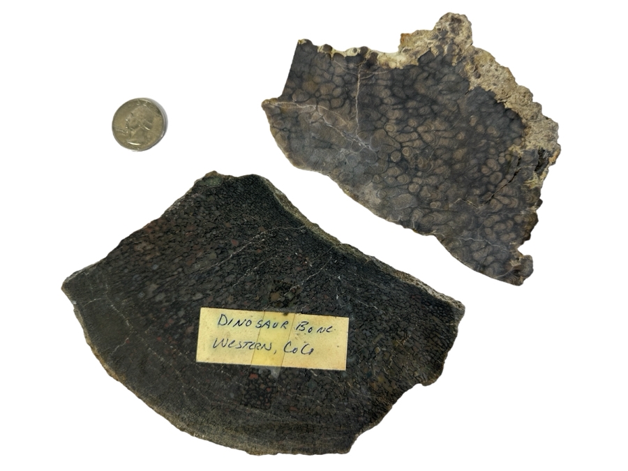 Pair Of Antique Dinosaur Bone Fossils From Western Colorado [Photo 1]