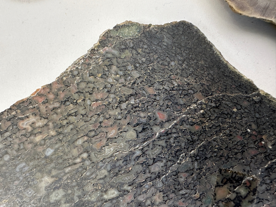 Pair Of Antique Dinosaur Bone Fossils From Western Colorado [Photo 8]