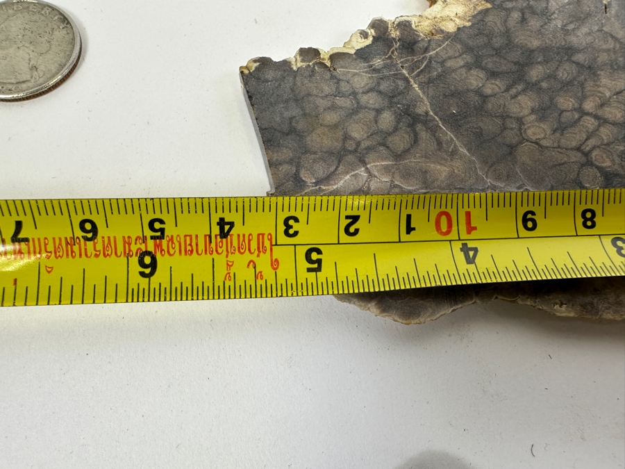 Pair Of Antique Dinosaur Bone Fossils From Western Colorado [Photo 16]