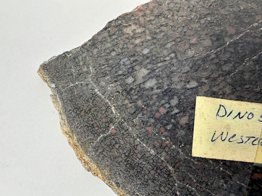 Pair Of Antique Dinosaur Bone Fossils From Western Colorado [Photo 9]