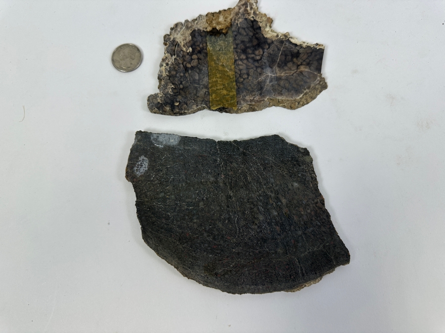 Pair Of Antique Dinosaur Bone Fossils From Western Colorado [Photo 11]