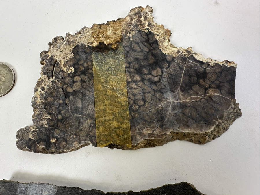 Pair Of Antique Dinosaur Bone Fossils From Western Colorado [Photo 12]