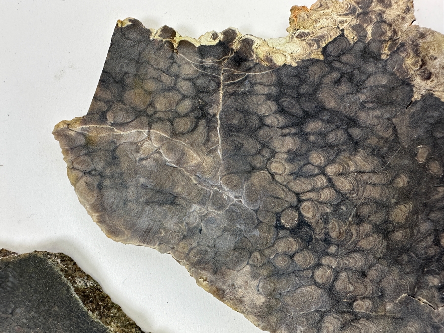 Pair Of Antique Dinosaur Bone Fossils From Western Colorado [Photo 4]