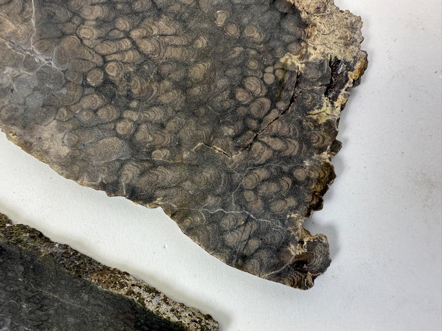 Pair Of Antique Dinosaur Bone Fossils From Western Colorado [Photo 5]