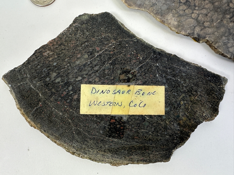 Pair Of Antique Dinosaur Bone Fossils From Western Colorado [Photo 7]