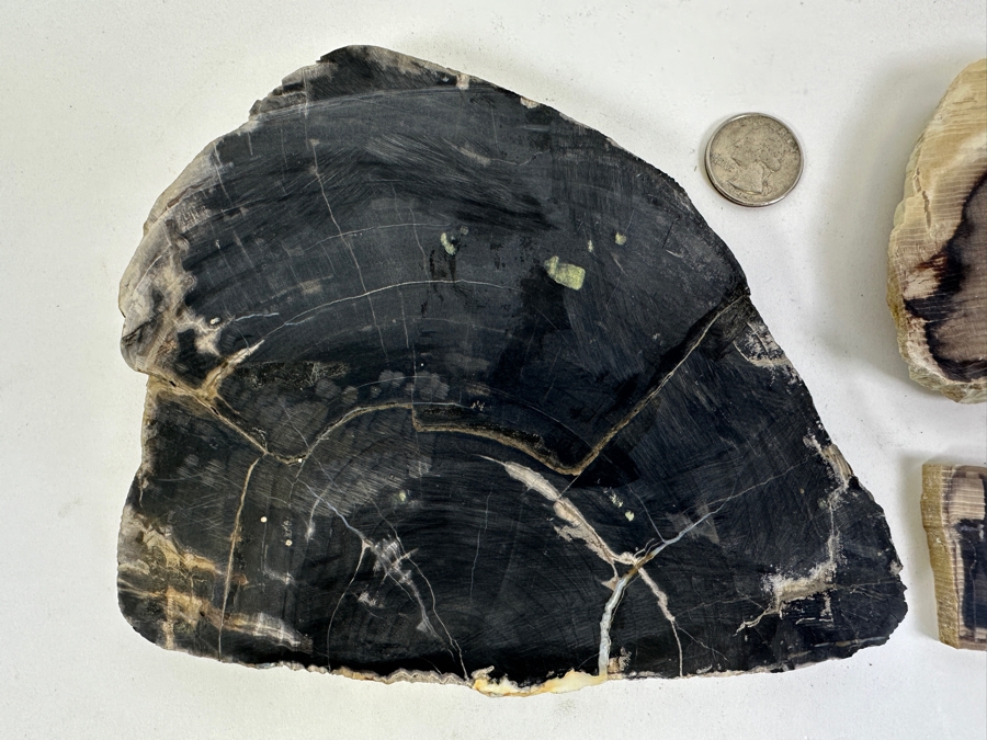 (3) Petrified Wood Pieces [Photo 2]