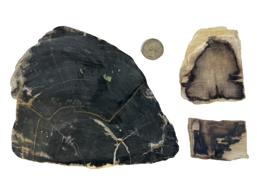 (3) Petrified Wood Pieces [Photo 1]