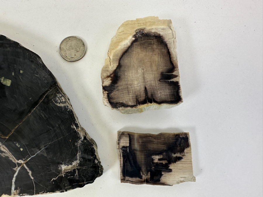 (3) Petrified Wood Pieces [Photo 4]