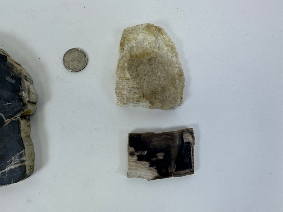 (3) Petrified Wood Pieces [Photo 6]