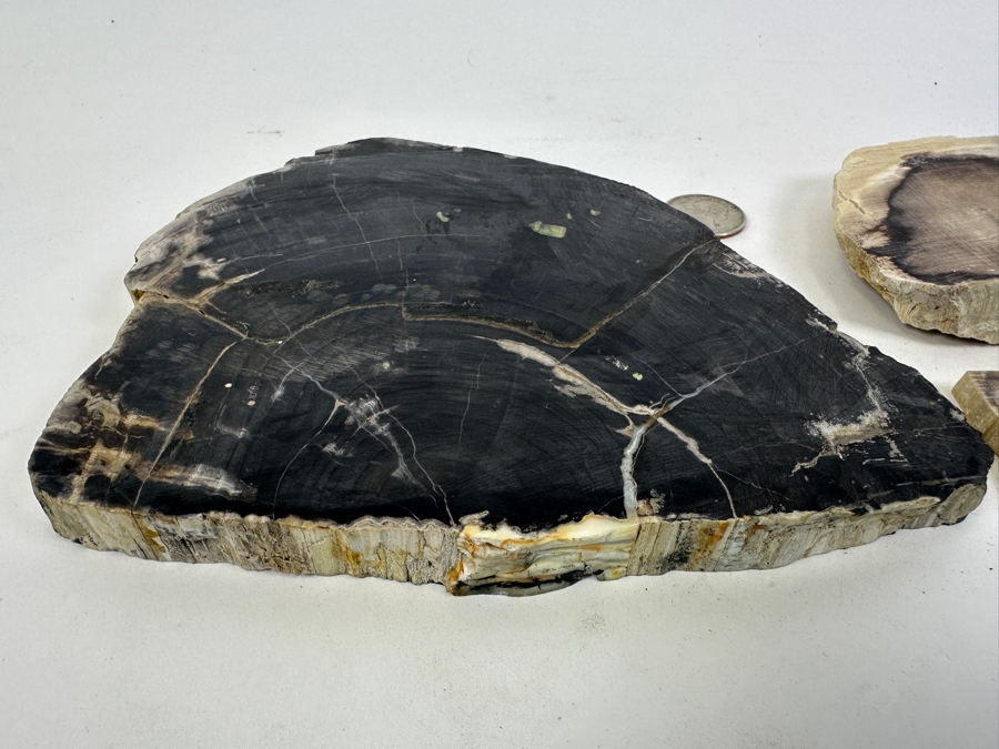 (3) Petrified Wood Pieces [Photo 3]