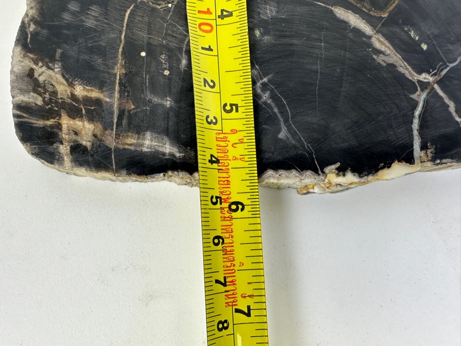 (3) Petrified Wood Pieces [Photo 8]