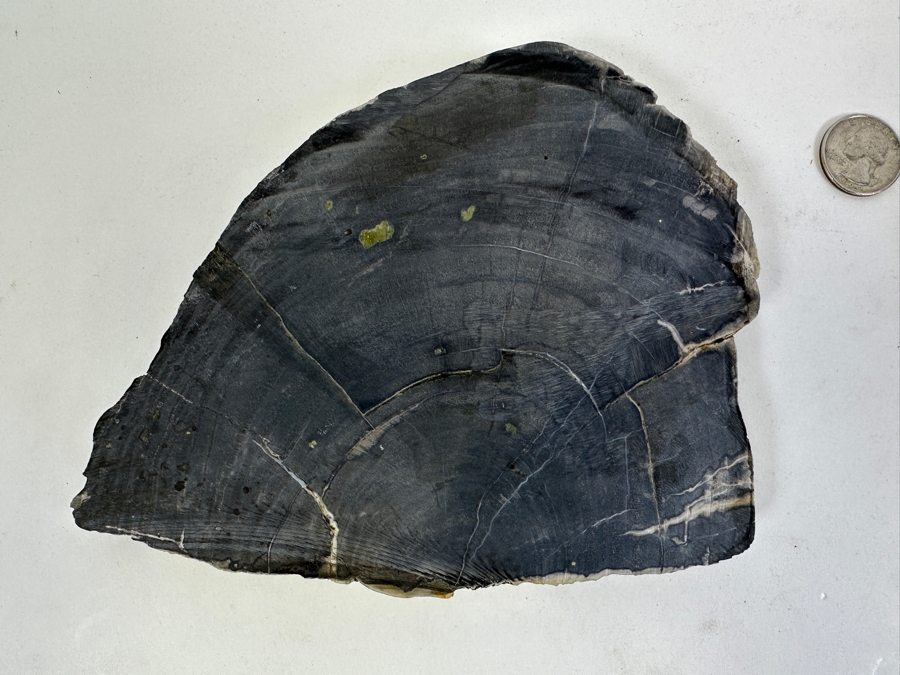 (3) Petrified Wood Pieces [Photo 5]