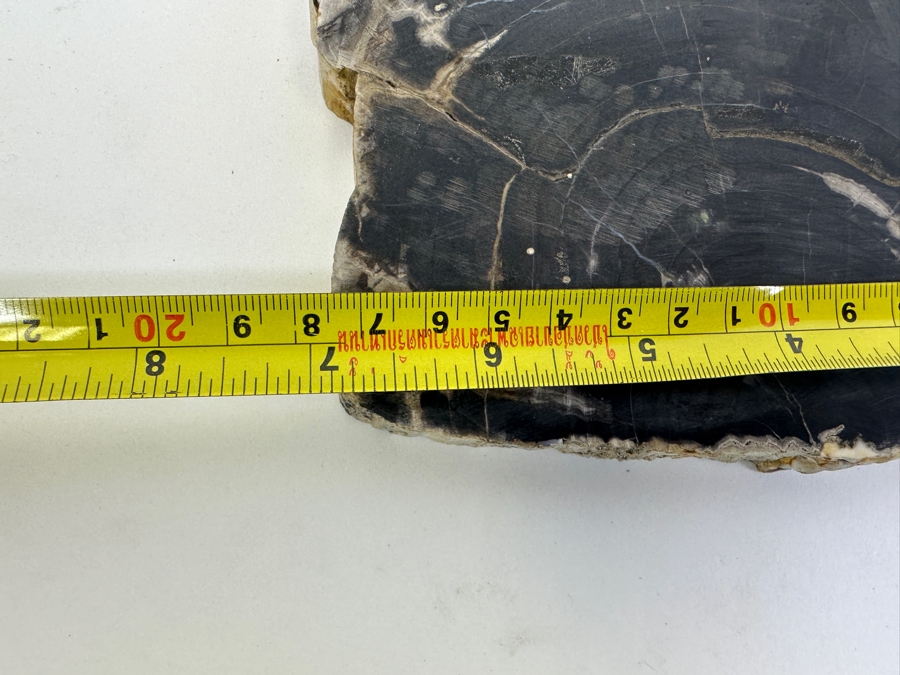 (3) Petrified Wood Pieces [Photo 7]