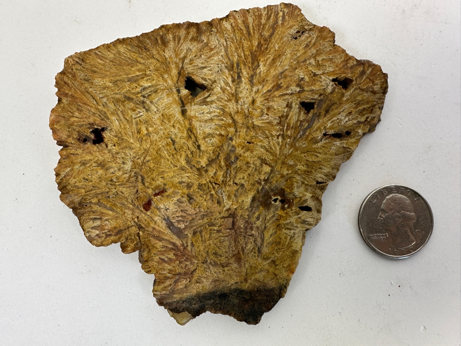 Old Petrified Fern 4.5 X 4 [Photo 3]