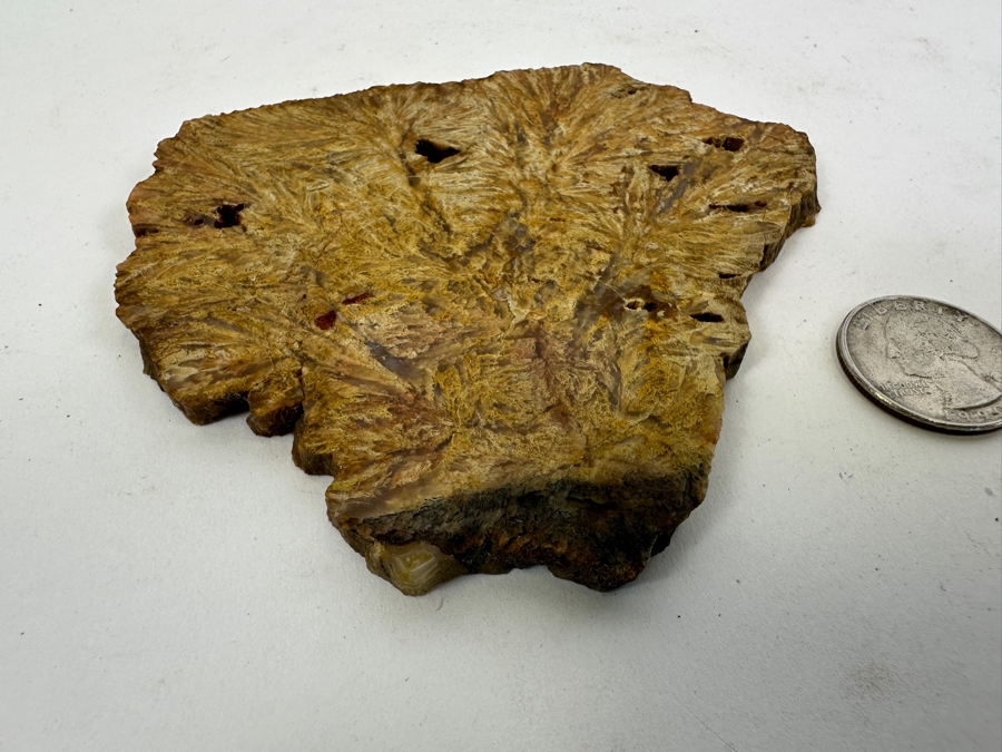 Old Petrified Fern 4.5 X 4 [Photo 4]
