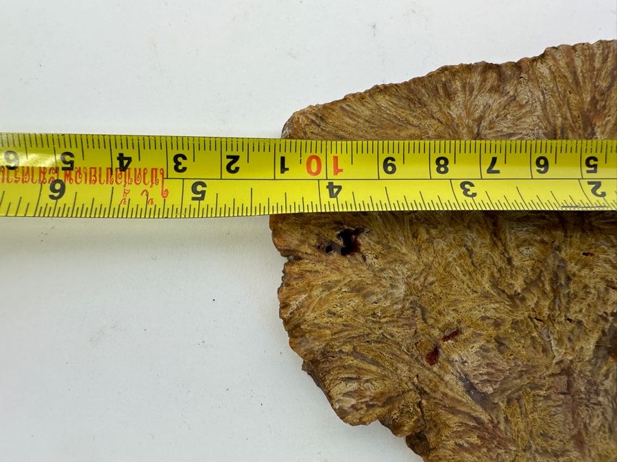 Old Petrified Fern 4.5 X 4 [Photo 5]